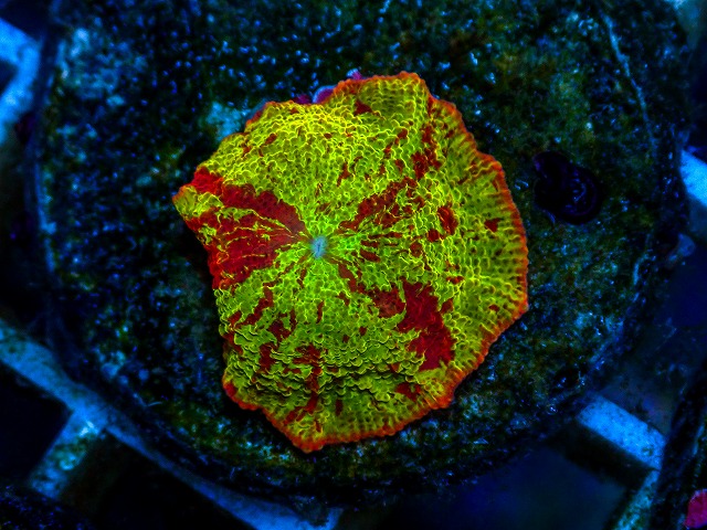l260811-11