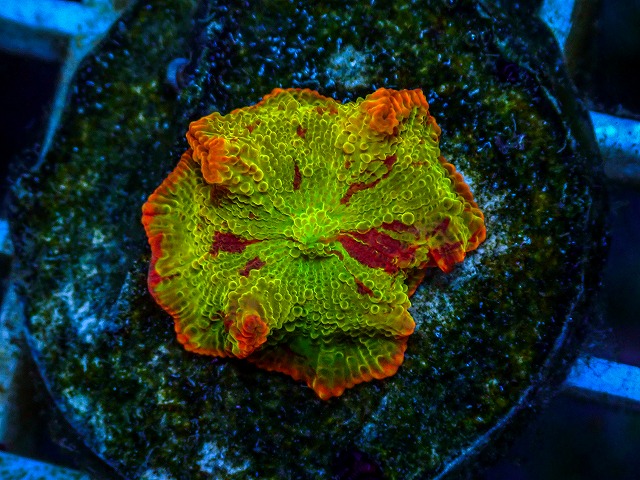 l260811-12