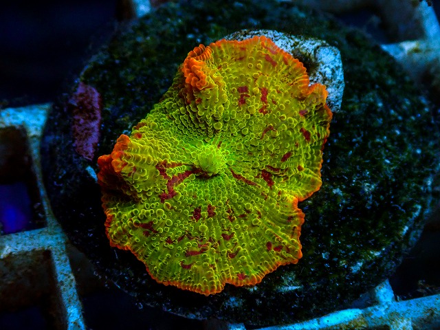 l260811-13