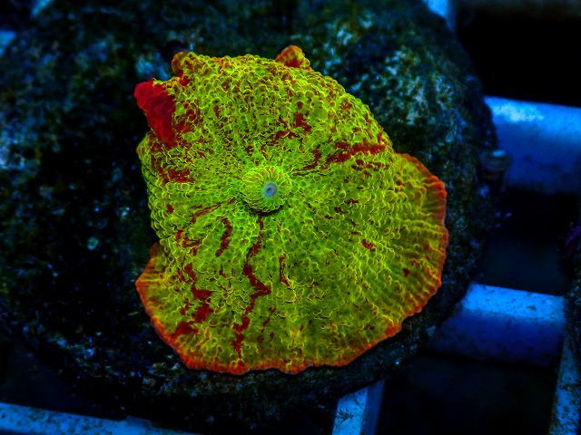 l260811-14
