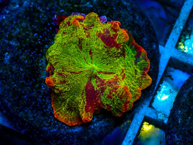 l260811-15