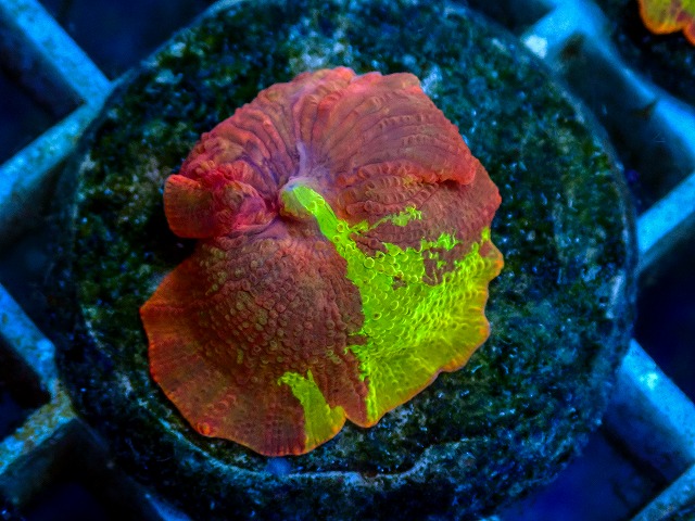 l260811-16
