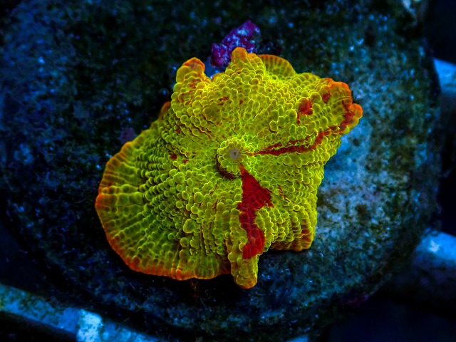 l260811-17