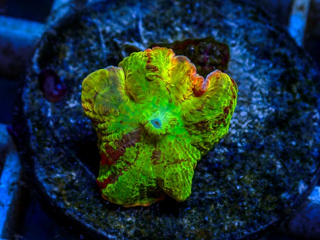 l260811-18