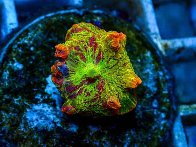 l260811-19