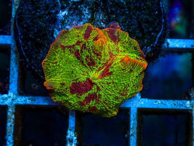 l260811-20