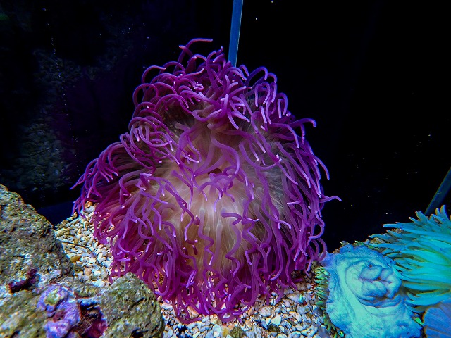 l260811-21