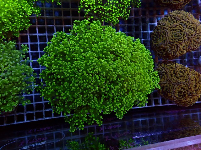 s260811001 (23)