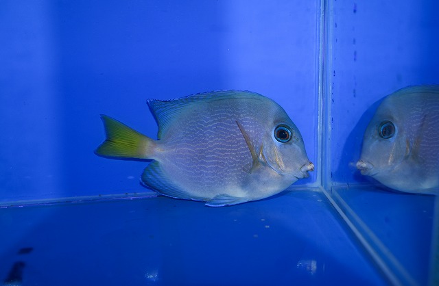 生麦海水魚センターネットショップ | 生麦海水魚センターネットショップ