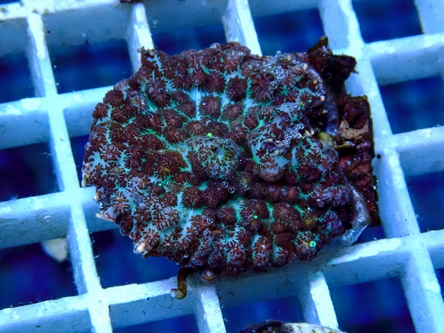 l260917-23