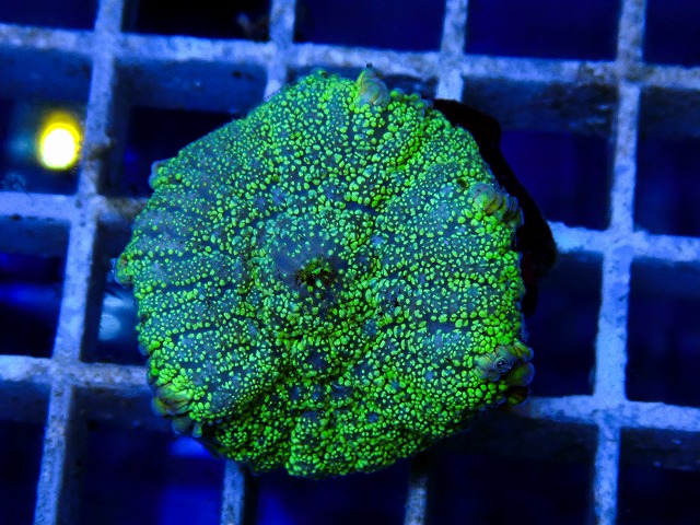 l260917-28