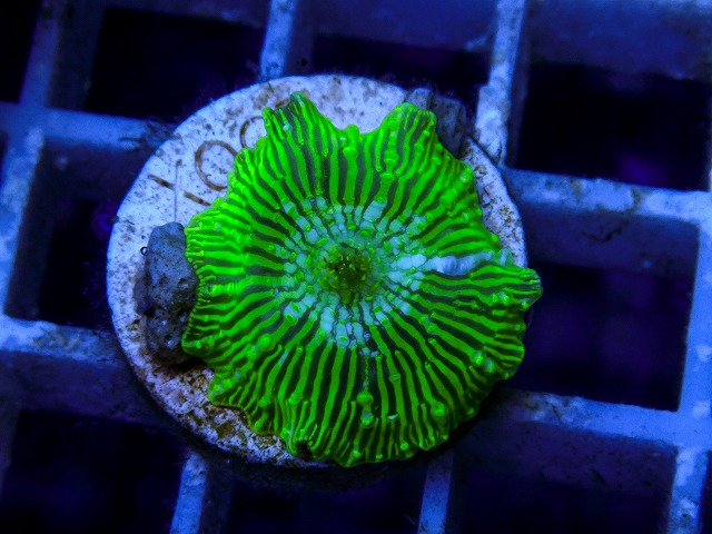 l260917-30