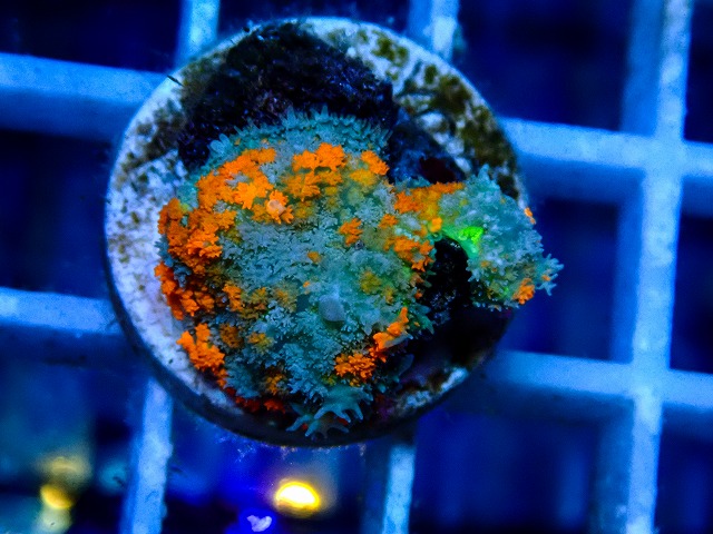 l260917-34