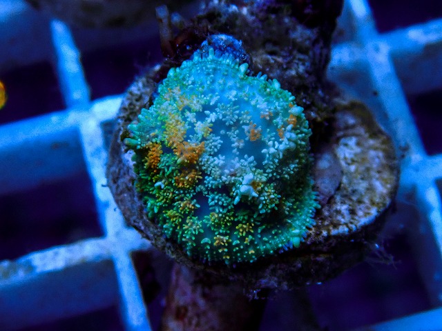 l260917-35