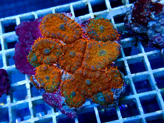 l260917-38