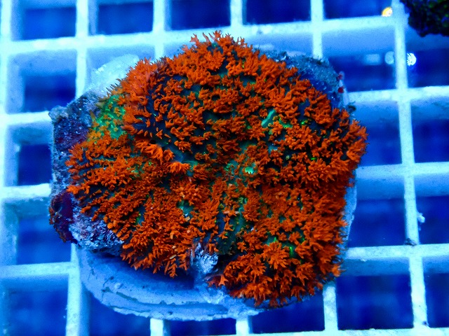 l260917-47