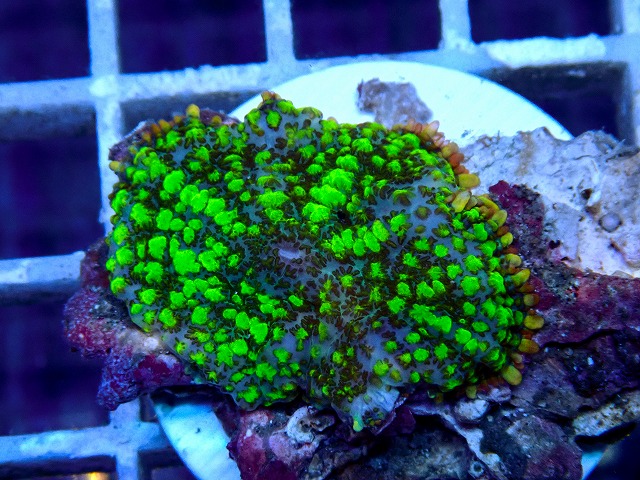 l260917-54