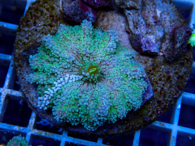 l260917-60