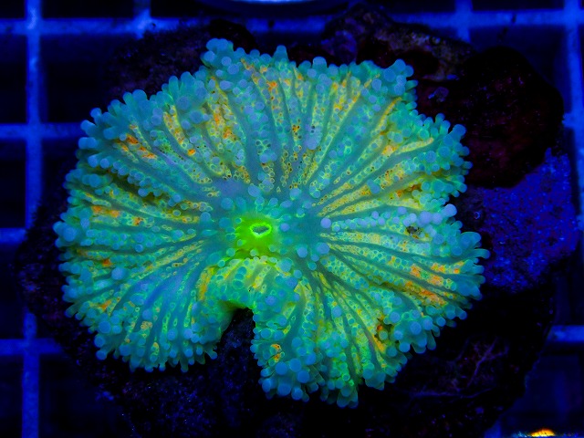 l260917-62