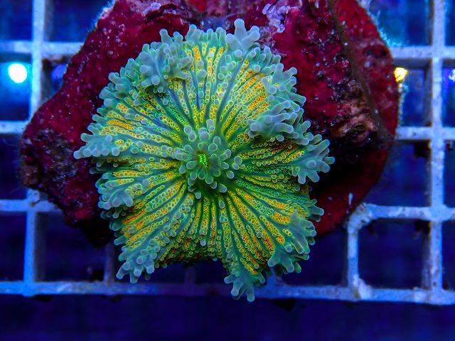 l260917-64