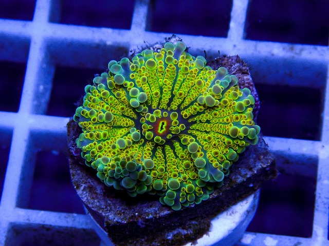 l260917-71