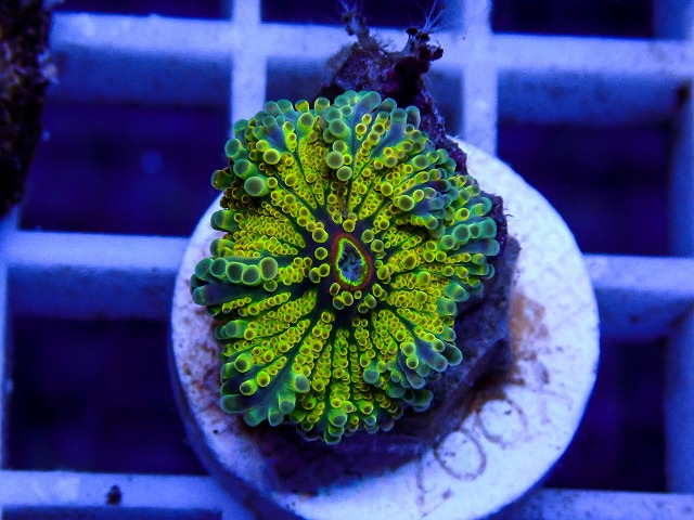 l260917-74