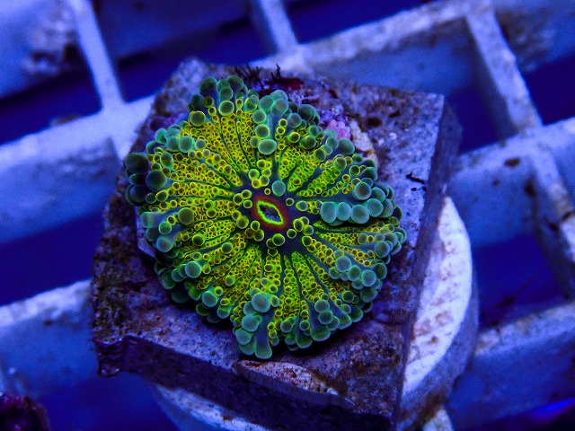 l260917-78