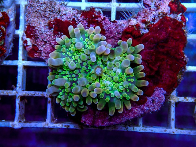 l260917-86