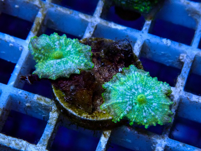 l260918-03