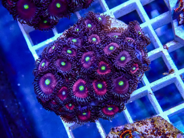 l260918-50