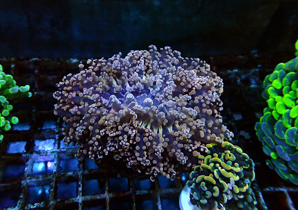 サンゴに関する記事一覧 | ページ 4 | 生麦海水魚センターネットショップ