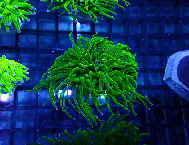 グリーントーチ±10センチ グリーントーチチップブルーC | 生麦海水魚センターネットショップ