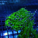 グリーントーチチップブルーI | 生麦海水魚センターネットショップ
