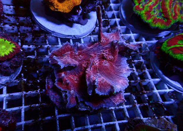 s260919001 (26)