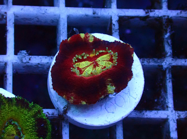 s260919001 (99)