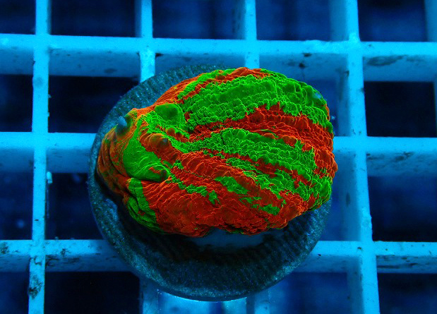 S261004001 (100)