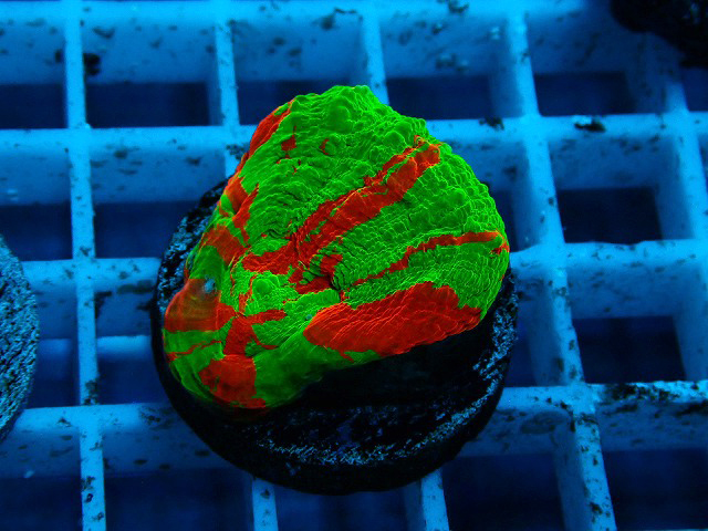 S261004001 (104)