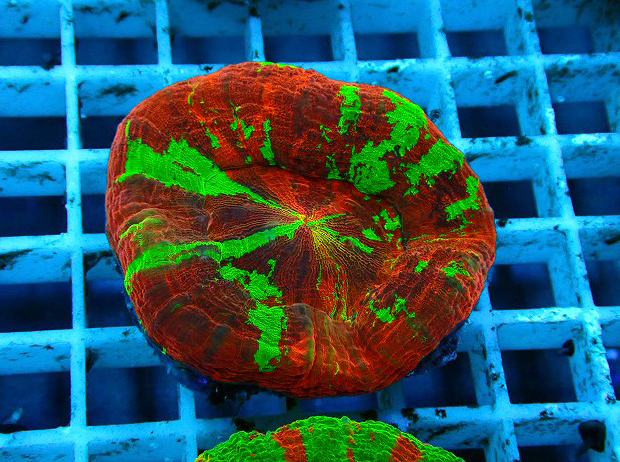 S261004001 (177)