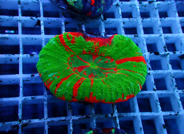 S261004001 (204)