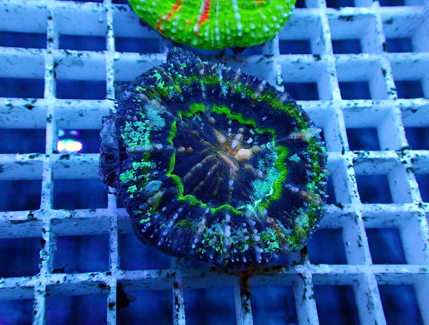 S261004001 (210)