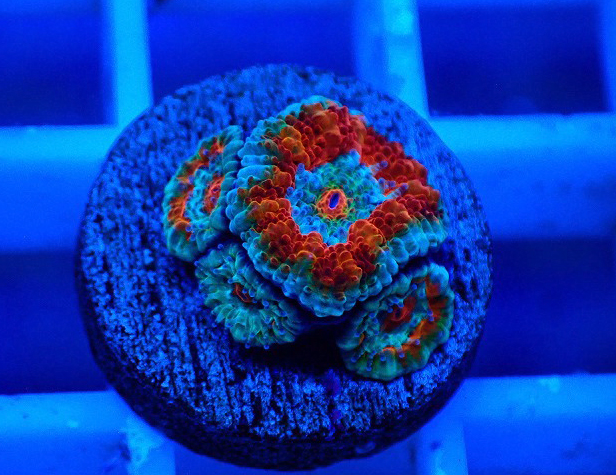 S261004001 (58)