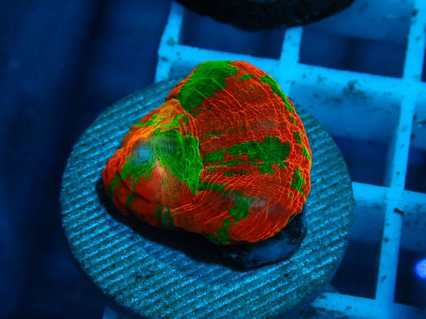 S261004001 (79)
