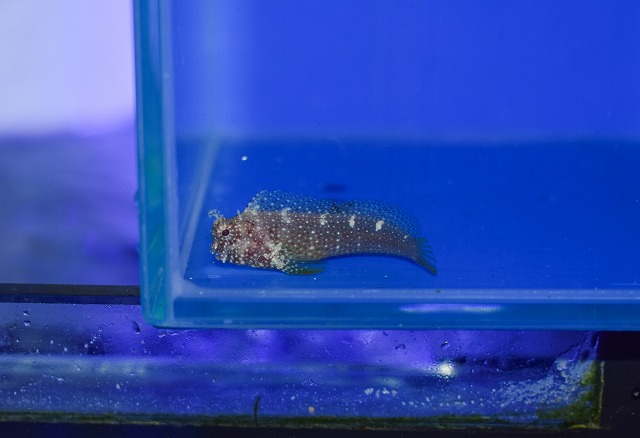 海水魚・サンゴ類に関する記事一覧 | ページ 3 | 生麦海水魚センター
