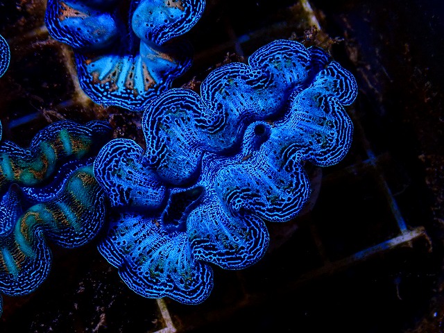 シャコ貝に関する記事一覧 | 生麦海水魚センターネットショップ