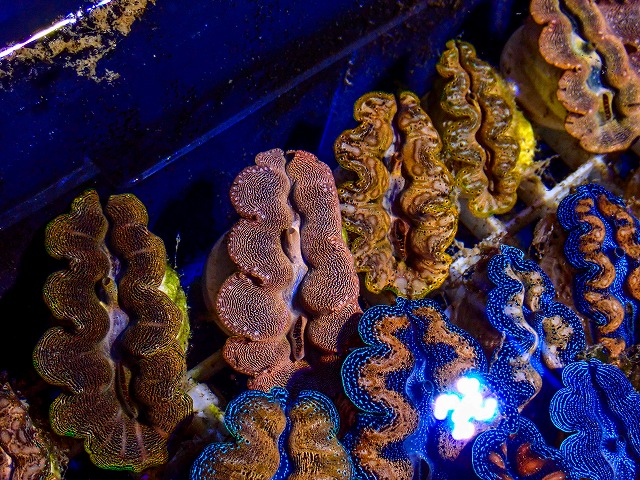 シャコ貝に関する記事一覧 | 生麦海水魚センターネットショップ