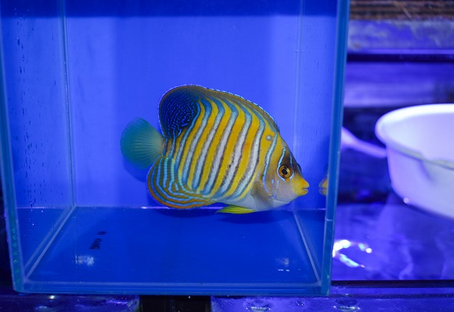 バリ産ニシキヤッコD | 生麦海水魚センターネットショップ