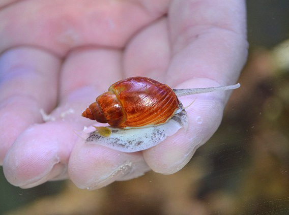 コケ 藻 カーリー駆除特集 生麦海水魚センター