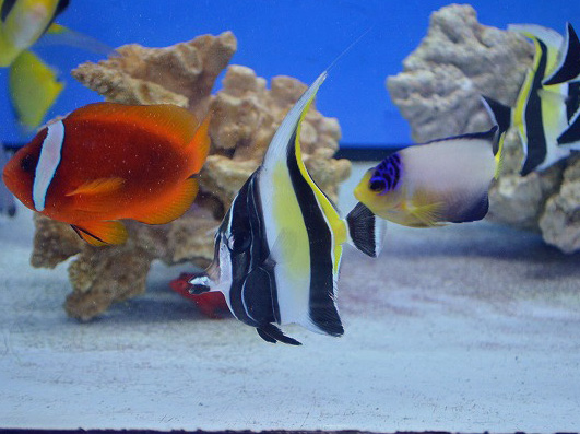 日曜日のオススメはコレで決まり！ 生麦海水魚センター