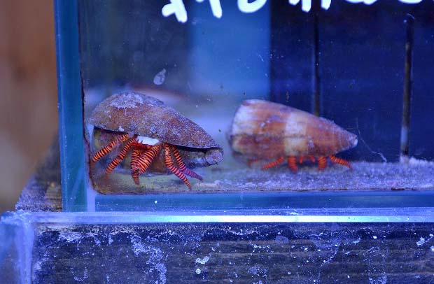 11月ラストの週末のオススメは 生麦海水魚センター