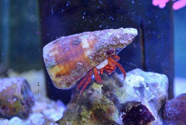 初売りセール2日目のオススメは 生麦海水魚センター